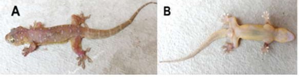 Hình 3 11 Loài chưa xác định được Gehyra sp 1 A mặt lưng B mặt bụng 1