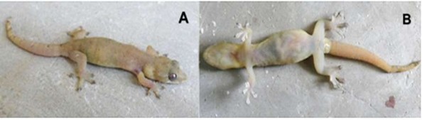 Hình 3 12 Loài chưa xác định được Gehyra sp 2 A mặt lưng B mặt bụng 2
