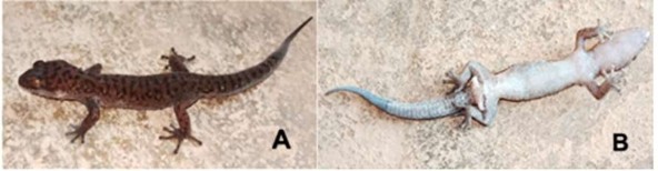 Hình 3 13 Loài chưa xác định được Dixonius sp A mặt lưng B mặt bụng 3