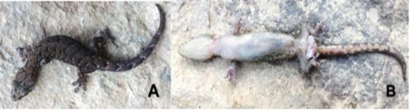 Hình 3 14 Loài chưa xác định được Hemiphyllodactylus sp 1 A mặt lưng B mặt 4