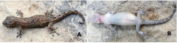 Hình 3 15 Loài chưa xác định được Hemiphyllodactylus sp 2 A mặt lưng B mặt 5