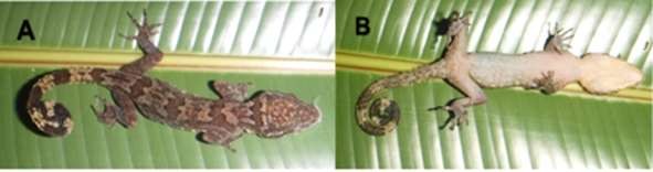 Hình 3 16 Thằn lằn ngón Cyrtodactylus interdigitalis A mặt lưng B mặt bụng 6