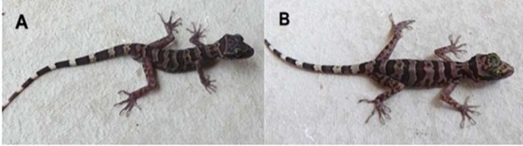 Hình 3 17 Mẫu ghi nhân loài Cyrtodactylus pageli A mẫu đực B mẫu cái Nguồn 7