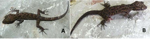 Hình 3 18 Thằn lằn ngón Cyrtodactylus teyniei A mẫu đực B mẫu cái Nguồn 8