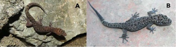 Hình 3 19 Thằn lằn chân lá Dixonius siamensis A Mẫu thu ở Luông Pha Bang B Mẫu 9