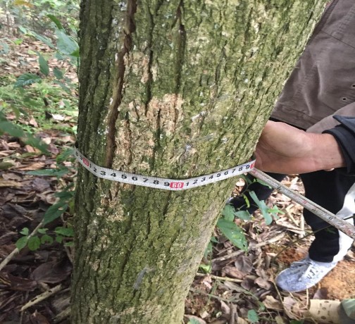 Hình 4 1 Thân cây Đinh mật Tiến hành đo đếm đường kính trung bình thân cây 1