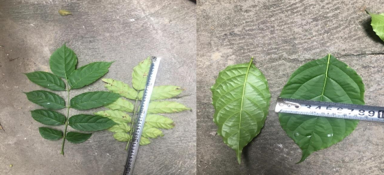 Hình 4 2 Lá kép cây Đinh mật Hình 4 3 Lá chét cây Đinh mật Tiến hành đo đếm 2