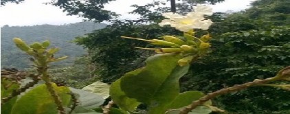 Hình 4 4 Hoa của cây Đinh mật Quả nang hình trụ dài khoảng 40cm rộng 4cm đầu 3