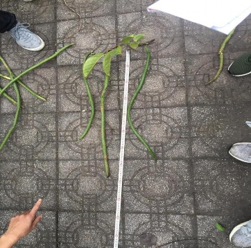 Hình 4 5 Quả của cây Đinh mật 4 1 4 Hình thái hạt Hình 4 6 Hạt của cây Đinh 4