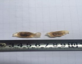 Hình 4 6 Hạt của cây Đinh mật Hạt dẹt nhẵn bóng có cánh màu trắng xếp 5