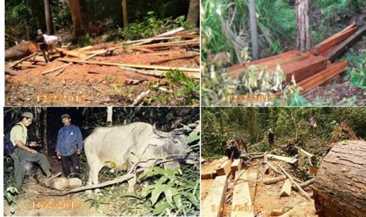 Hình 3 2 Hình ảnh lâm tặc khai thác và xẻ hộp gỗ Sao đen Khai thác các loại 1