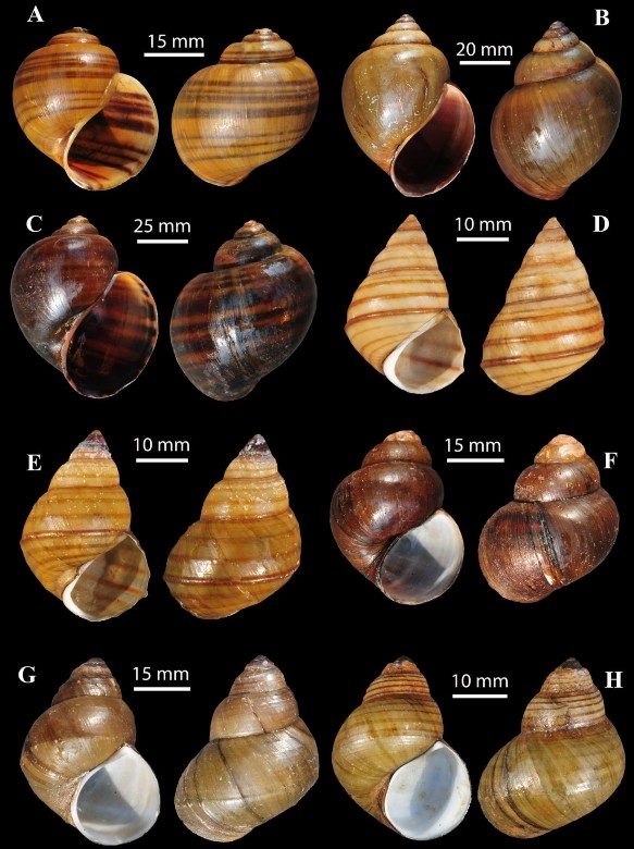 Hình 3 10 A Pila scutata B Pila virescens C Pomacea canaliculata D Angulyagra 1