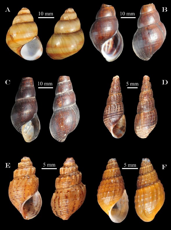 Hình 3 11 A Sinotaia quadrata B Sulcospira dakrongensis C Sulcospira tourannensis D 1