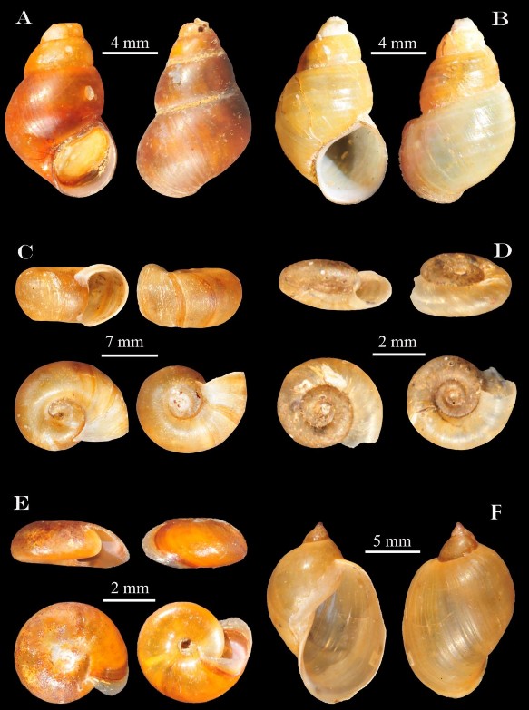 Hình 3 12 A Gabbia fuchsiana B Parafossarulus manchouricus C Indoplanorbis exustus D 2