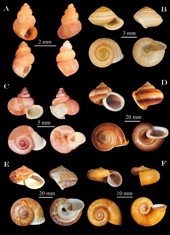 Hình 3 13 A Georissa chrysacme B Aphanoconia derouledei C Alycaeus eydouxi D 1