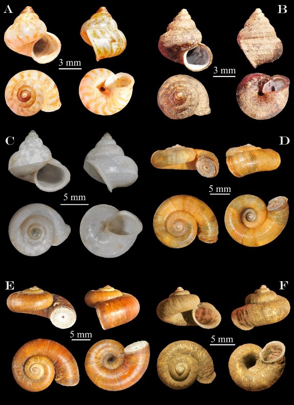 Hình 3 14 A Lagocheilus scissimargo B Lagochilus sp C Leptopoma annamiticum D 2