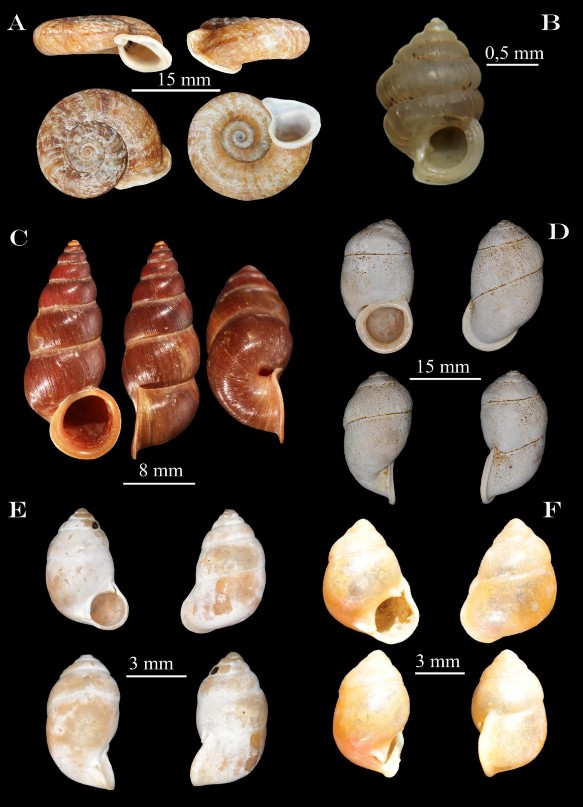 Hình 3 15 A Pterocyclos anguliferus B Diplommatina sp C Coptocheilus maunautim D 1