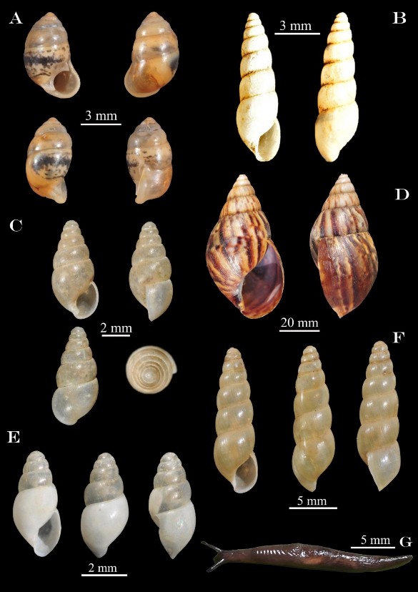 Hình 3 16 A Pupina sp B Allopeas gracile C Glessula paviei D Lissachatina fulica 1
