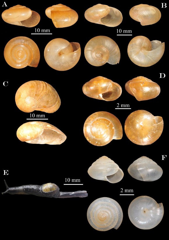 Hình 3 17 A Macrochlamys indica B Macrochlamys sp C Megaustenia siamensis D 2