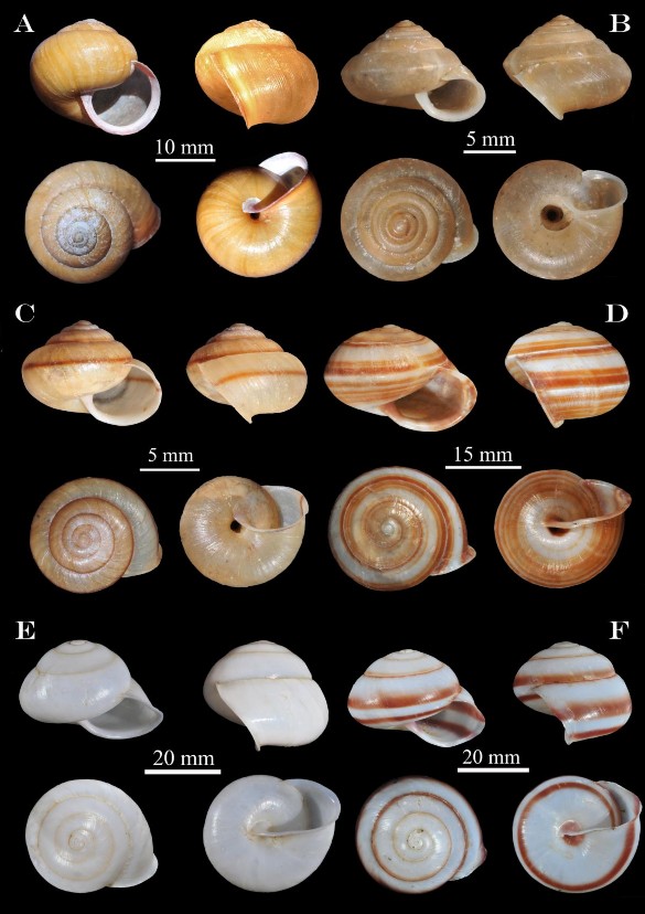 Hình 3 18 A Acusta tourannensis B Aegista subinflexa C Bradybaena similaris D 1