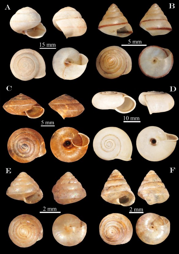Hình 3 19 A Camaenella fruhstorferi B Ganesella acris C Plectotropis chondroderma D 2