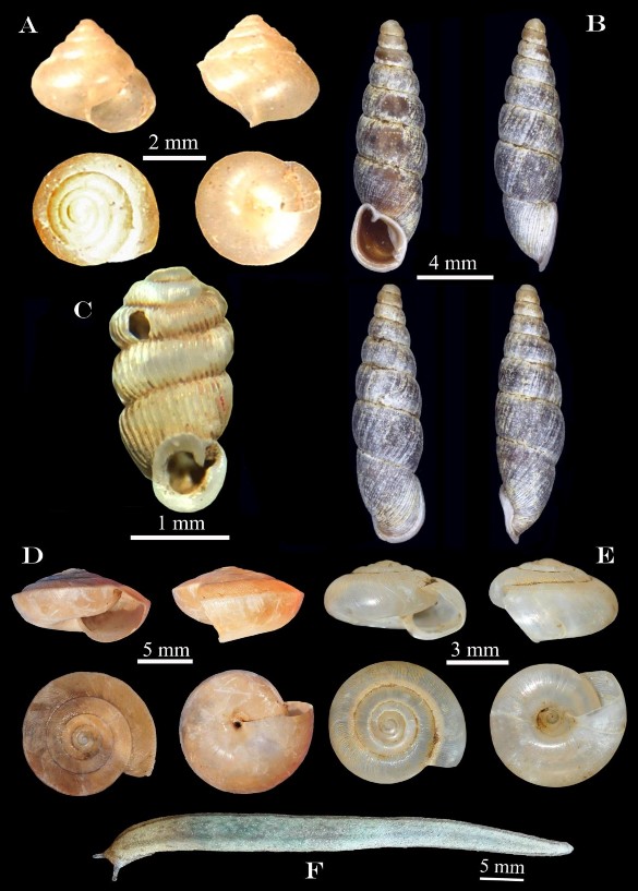 Hình 3 20 A Kaliella tongkingensis B Oospira haivanensis C Sinoennea irregularis 1