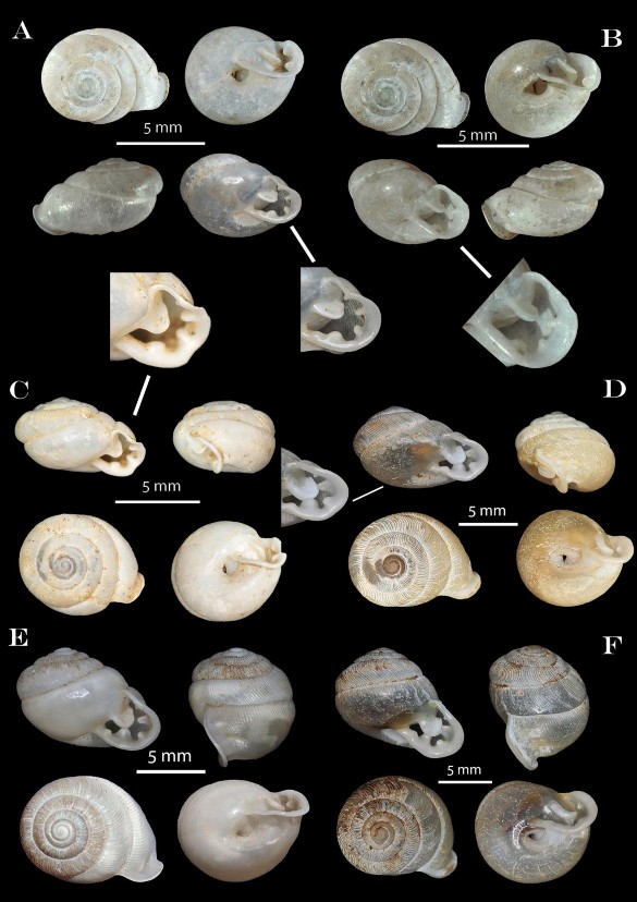 Hình 3 22 A C Perrottetia namdongensis D F Perrottetia aberrata 3 3 ĐẶC ĐIỂM PHÂN 1