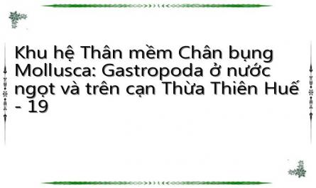 Danh Sách Các Loài Chân Bụng Ở Cạn Có Giá Trị Sử Dụng Hoặc Gây Hại Tại Thừa Thiên