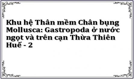 Khu hệ Thân mềm Chân bụng Mollusca: Gastropoda ở nước ngọt và trên cạn Thừa Thiên Huế - 2