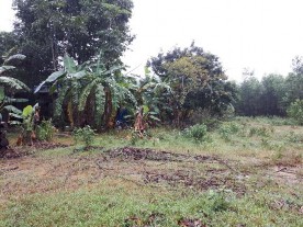 Hình I 7 Sinh cảnh đất canh tác Bảng I 1 Các điểm khảo sát thu mẫu Chân bụng 10