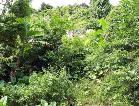 Hình I 5 Sinh cảnh rừng trên nền đá vôi Hình I 6 Sinh cảnh rừng trên nền đá 6