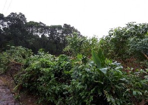 Hình I 7 Sinh cảnh đất canh tác Bảng I 1 Các điểm khảo sát thu mẫu Chân bụng 9