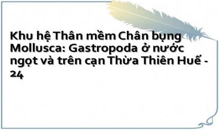 Khu hệ Thân mềm Chân bụng Mollusca: Gastropoda ở nước ngọt và trên cạn Thừa Thiên Huế - 24