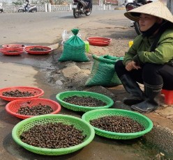 Hình IV 1 Buôn bán ốc làm thực phẩm ở Thừa Thiên Huế Hình IV 2 Ốc cạn bám 1