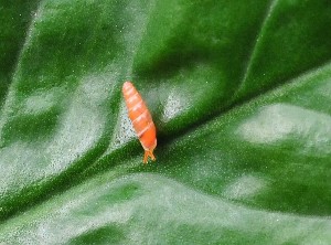 Hình V 3 Perrottetia aberrata Hình V 4 Huttonella bicolor Hình V 5 Macrochlamys indica Hình 10