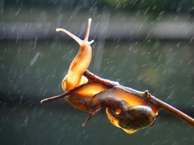 Hình V 5 Macrochlamys indica Hình V 6 Parmarion martensi Hình V 7 Acusta tourannensis Hình 11