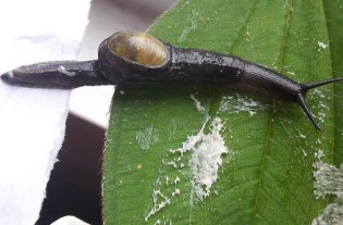 Hình V 5 Macrochlamys indica Hình V 6 Parmarion martensi Hình V 7 Acusta tourannensis Hình 12