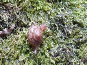 Hình V 7 Acusta tourannensis Hình V 8 Bradybaena similaris Hình V 9 Laevicaulis alte Hình 13