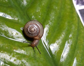 Hình V 7 Acusta tourannensis Hình V 8 Bradybaena similaris Hình V 9 Laevicaulis alte Hình 14