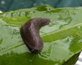 Hình V 9 Laevicaulis alte Hình V 10 Deroceras laeve Hình V 11 Meghimatium pictum Hình V 12 15