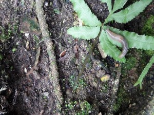 Hình V 9 Laevicaulis alte Hình V 10 Deroceras laeve Hình V 11 Meghimatium pictum Hình V 12 16