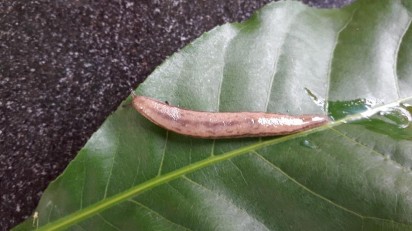 Hình V 11 Meghimatium pictum Hình V 12 Oospira haivanensis PHỤ LỤC VI KẾT QUẢ PHÂN 17