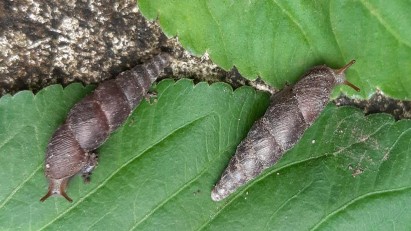 Hình V 12 Oospira haivanensis PHỤ LỤC VI KẾT QUẢ PHÂN TÍCH THỐNG KÊ PHỤ LỤC 18