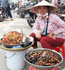 Hình IV 1 Buôn bán ốc làm thực phẩm ở Thừa Thiên Huế Hình IV 2 Ốc cạn bám 2