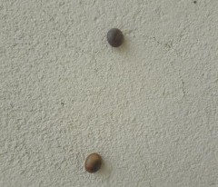 Hình IV 2 Ốc cạn bám trên tường và cửa nhà Hình IV 3 Trứng Ốc bươu vàng 3