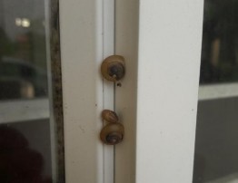 Hình IV 2 Ốc cạn bám trên tường và cửa nhà Hình IV 3 Trứng Ốc bươu vàng 4