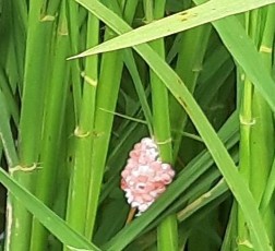 Hình IV 3 Trứng Ốc bươu vàng trên thân cây lúa Hình IV 4 Ốc cạn ăn lá non 5