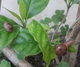 Hình IV 3 Trứng Ốc bươu vàng trên thân cây lúa Hình IV 4 Ốc cạn ăn lá non 6