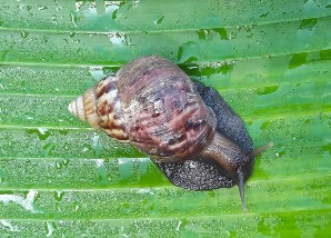 Hình V 1 Achatina fulica Hình V 2 Subulina octona Hình V 3 Perrottetia aberrata Hình V 4 7