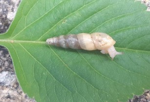 Hình V 1 Achatina fulica Hình V 2 Subulina octona Hình V 3 Perrottetia aberrata Hình V 4 8